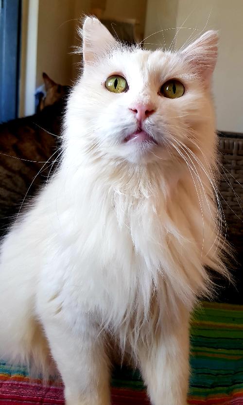 Spa Marseille Provence Les Animaux Du Refuge