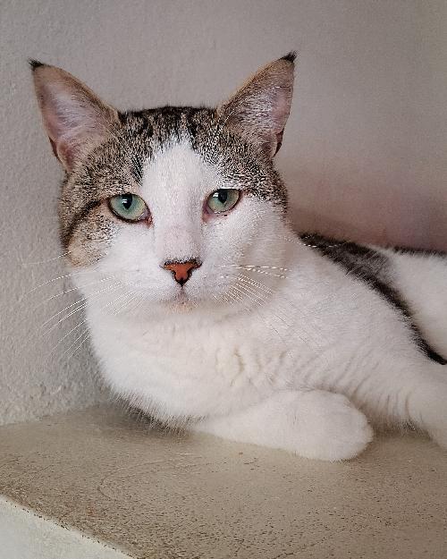 Lorem ipsum